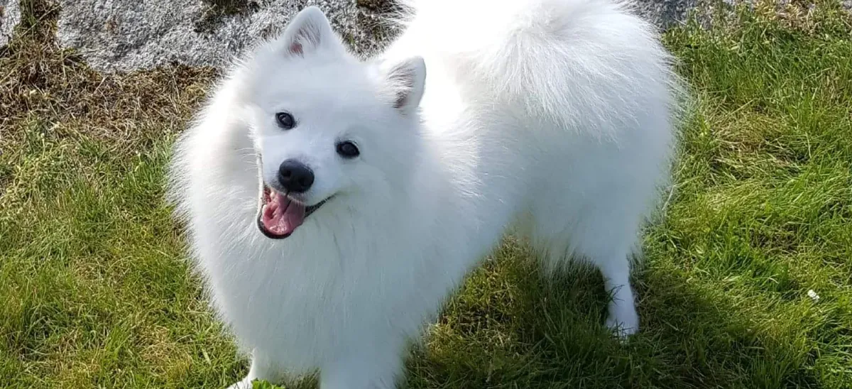Voksen hund hos en av oppdretterne