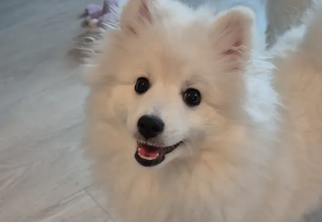 Hund fotografert hjemme hos oppdretteren